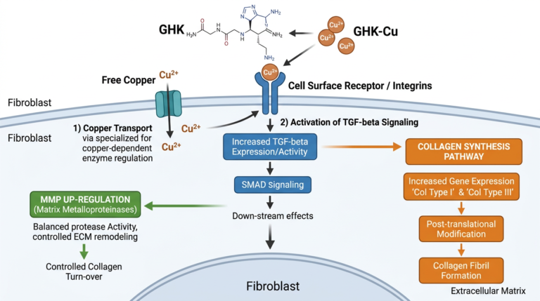 Entendiendo GHK-Cu: Rutas Bioquimicas y Aplicaciones In Vitro