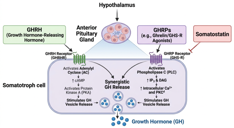 Arquitecturas Neuroendocrinas: Farmacologia de Receptores GH, GHRH y GHRP In Vitro